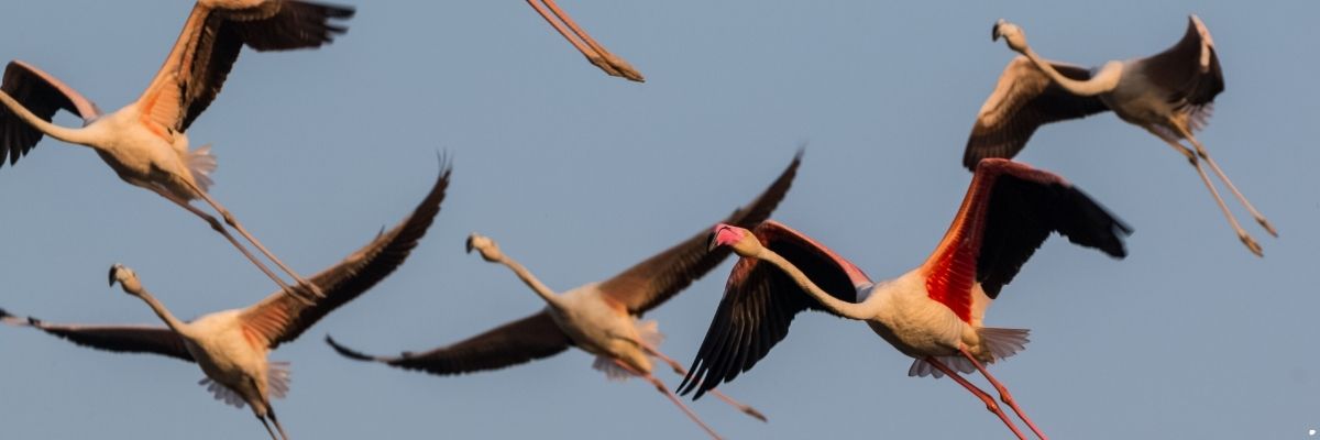 Şehirde Kuş Gözlemi Yapmak Mümkün mü