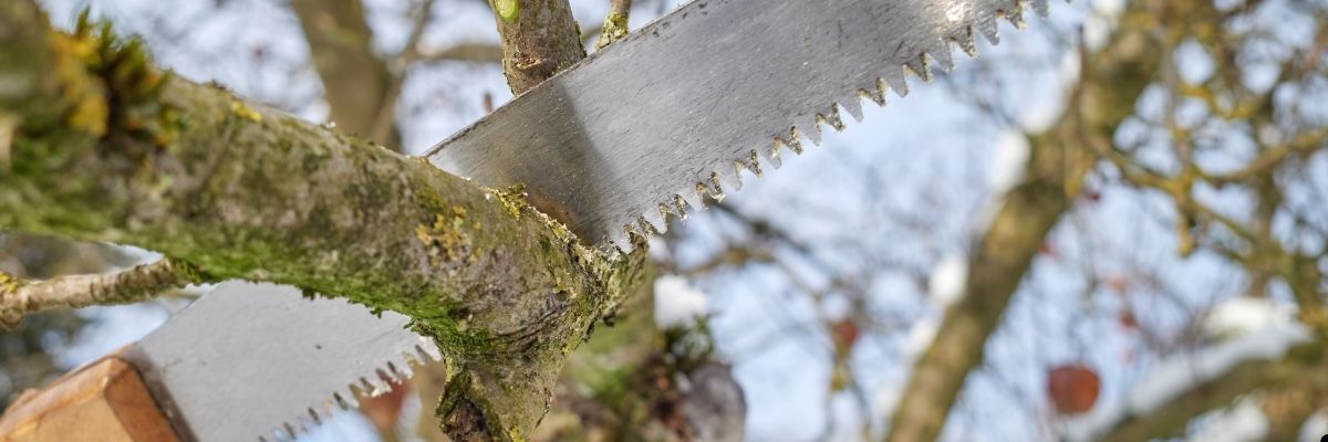 Şehirde Ağaç Budama ve Bakım İpuçları