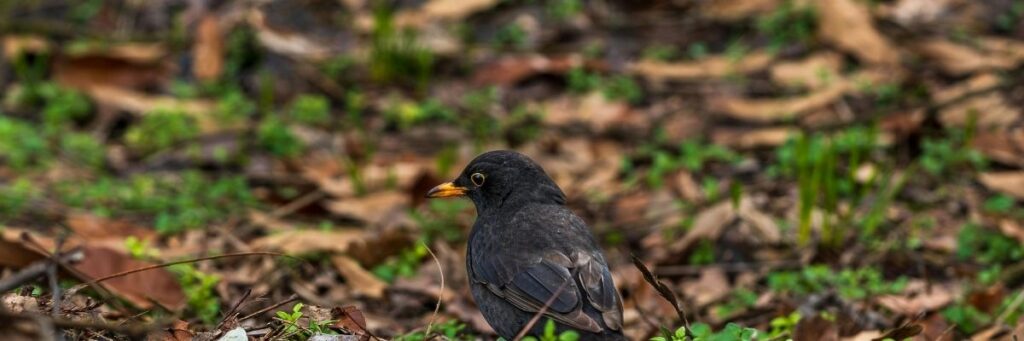 Kentsel Foraging Rehberi