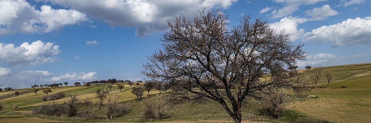 Şehir Ağaçları ve İklim