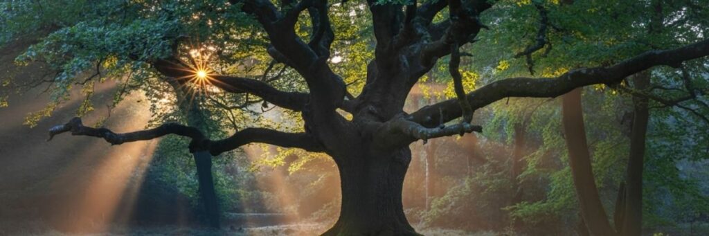 Şehirde Orman Banyosu