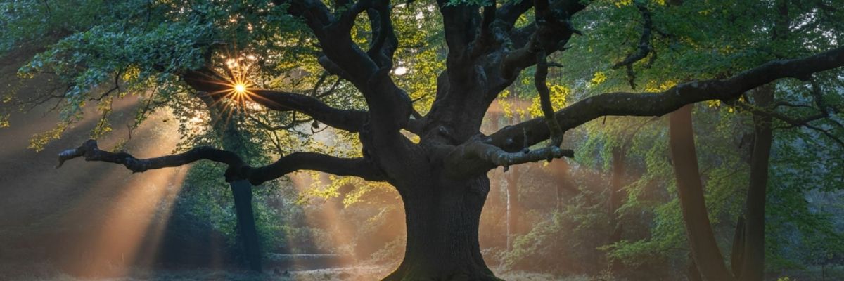 Şehirde Orman Banyosu