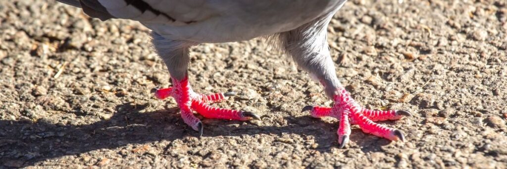 Şehirde Yaban Hayatı Gözlemi